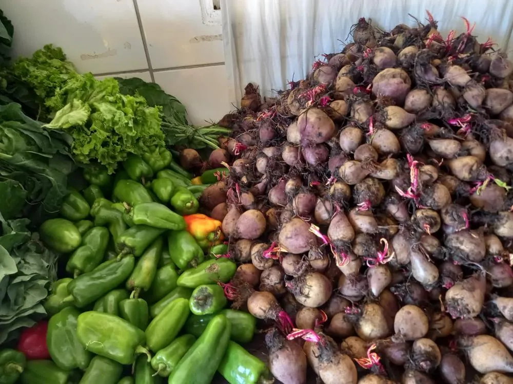 Entrega de verduras beneficia 140 famílias e fortalece a segurança alimentar em Suzano