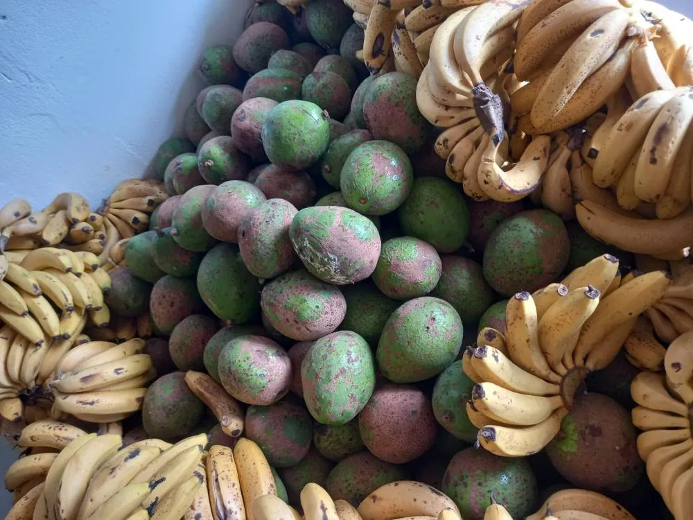 Entrega de verduras beneficia 140 famílias e fortalece a segurança alimentar em Suzano