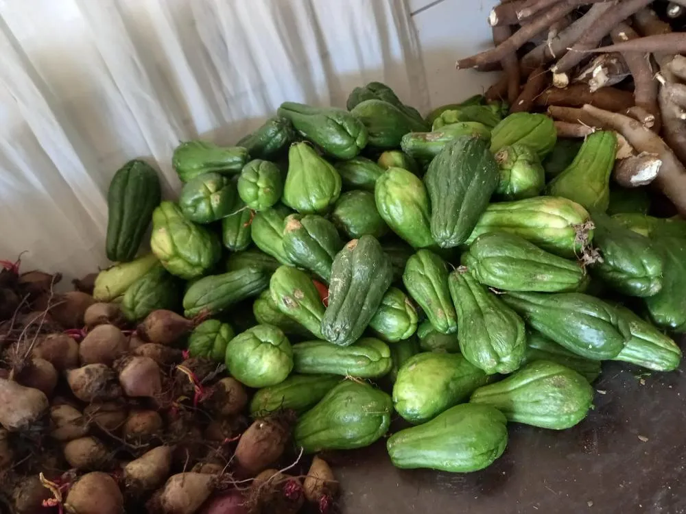 Entrega de verduras beneficia 140 famílias e fortalece a segurança alimentar em Suzano