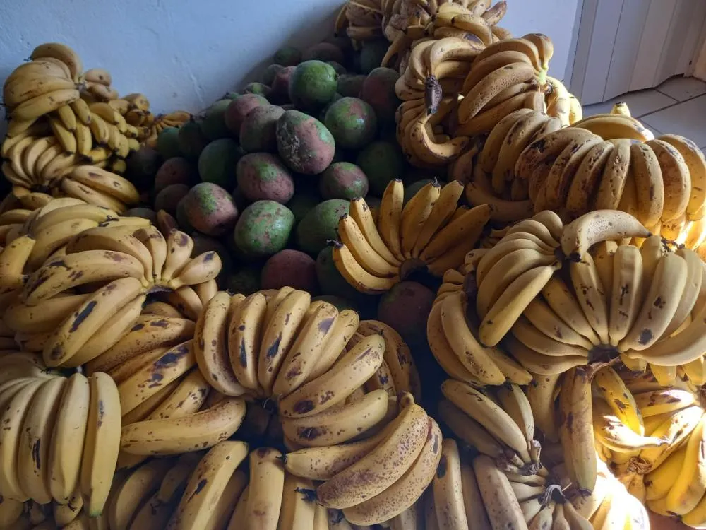 Entrega de verduras beneficia 140 famílias e fortalece a segurança alimentar em Suzano